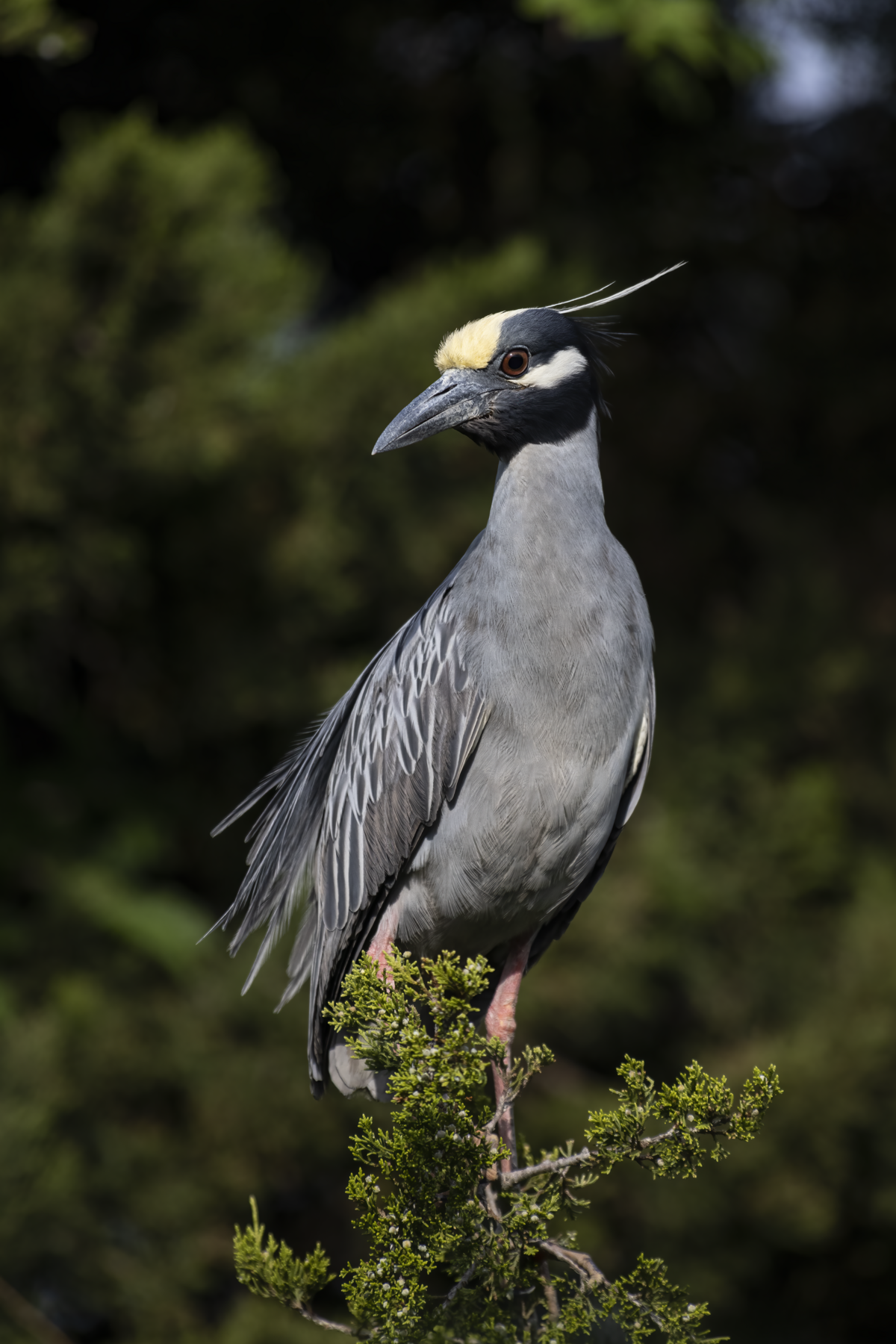 black crowned night heron baby