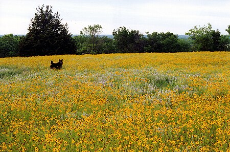 Yellow Spring