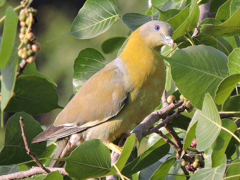 File:Yellow footed green pegion.JPG