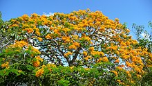 Delonix regia var. flavida is a rarer, yellow-flowered variety Yellow poinciana full bloom 20110518.jpg