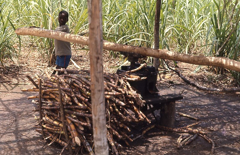 File:Young boy grinding sugar cane in Liberia.jpg