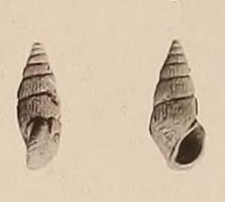 <i>Zebinella recticostulata</i> Species of gastropod