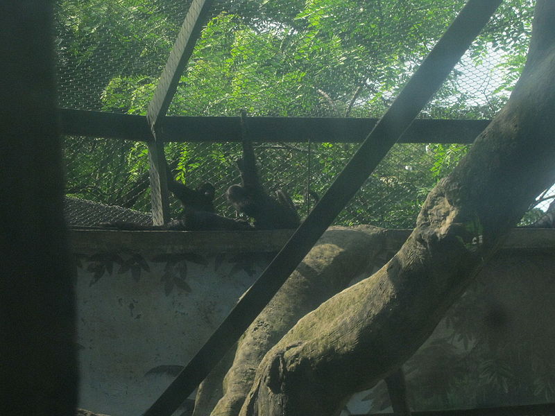 File:Zoológico de Cali 83.JPG