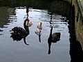 Zwarte zwanen in Sint-Truiden