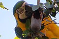 "arara-canindé" - Ara ararauna - se alimentando de frutos e sementes de jatobá - Hymenaea courbaril 12.jpg