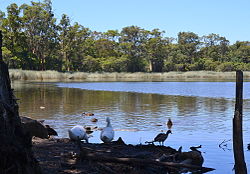 (1) Glenbrook Lagoon 033.jpg