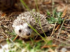 White-breasted hedgehog