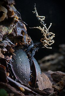 Кордицепс серо-пепельный - Cordyceps entomorrhiza.jpg