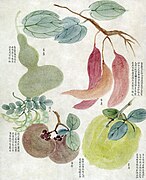 番薯、香員、番柿、葫蘆、灣豆.jpg