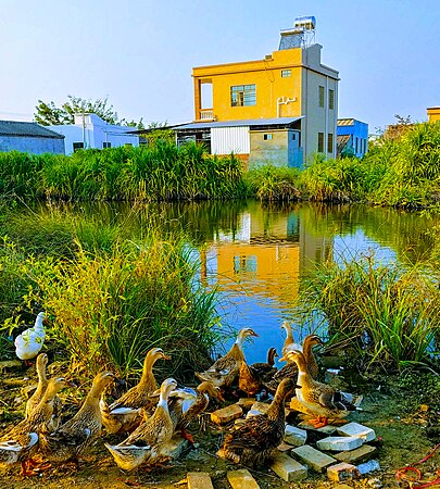 位於海南島東方市一處鄉村的池塘棲息著一群鴨子，小屋和綠草投影在水面中。