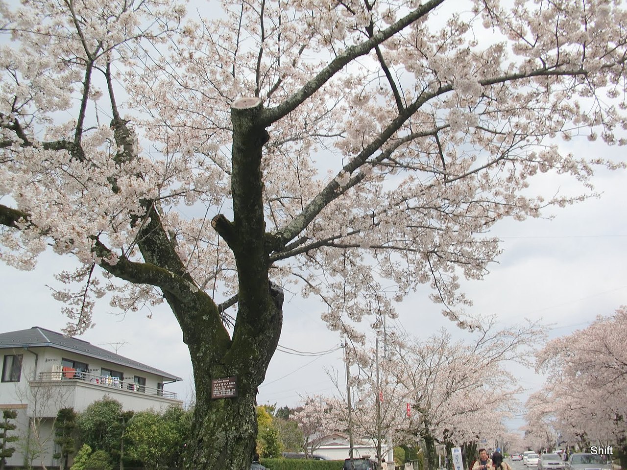 File:(福島県) 夜ノ森駅近く、夜の森公園。ソメイヨシノの桜並木が