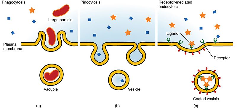 File:0309 Three Forms of Endocytosis.jpg