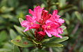 0 
 Rododendron ferrugineum - Vallorcine (2). 
 JPG