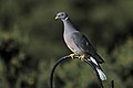 101 Band-tailed Pigeon.jpg