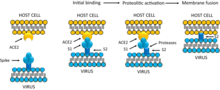 After binding of the ACE2 receptor, SARS-CoV spike is activated and cleaved at the S1/S2 level. 15010 2020 1486 Fig3 HTML.webp