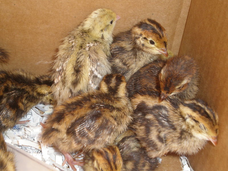 File:1 week old Japanese quail chicks 07.JPG