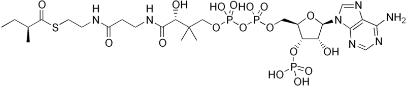 File:2-Methylbutanoyl-CoA.png