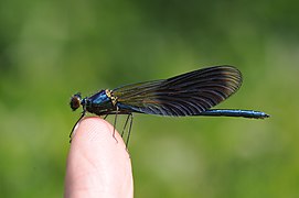 Calopteryx splendens