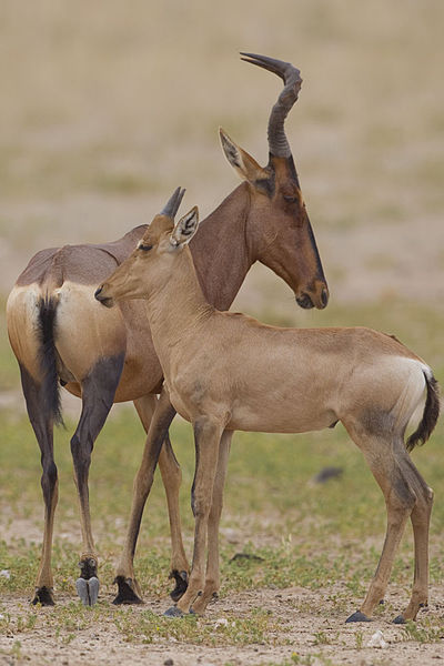 File:2012-red-hartebeest.jpg