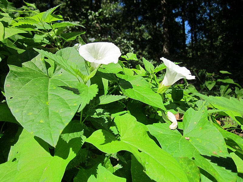 File:20120908Calystegia sepium1.jpg