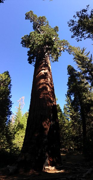 File:2013-09-20 09 45 34 General Grant Tree.JPG