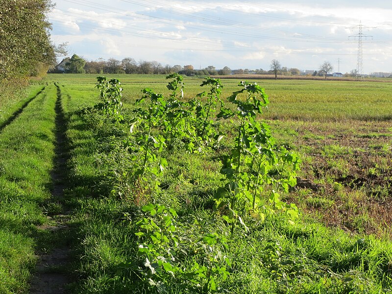 File:20131109Malva verticillata09.jpg