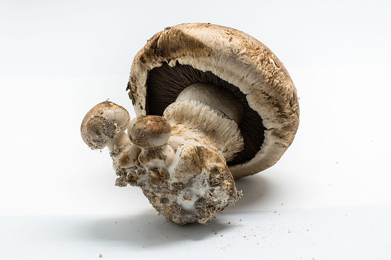 File:2016-01 Agaricus bisporus 03.jpg