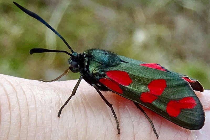 File:20180614 Sint-Jansvlinder3 Havelterberg.jpg