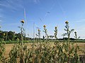 Hockenheimer Rheinbogen, Juli 2018