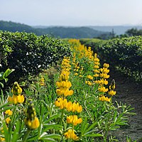 戀戀魯冰花一景