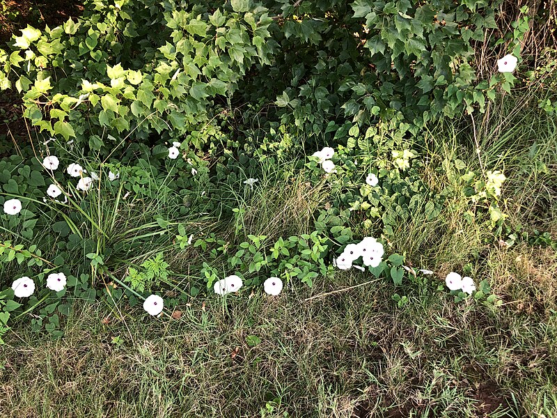 File:2020-07-27 07 44 34 White morning glory blooming along Stone Heather Drive in the Franklin Farm section of Oak Hill, Fairfax County, Virginia.jpg