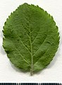 * Nomination Malus sylvestris. Leaf adaxial side. --Knopik-som 02:46, 9 October 2021 (UTC) * Promotion  Support Good quality -- Johann Jaritz 02:52, 9 October 2021 (UTC)