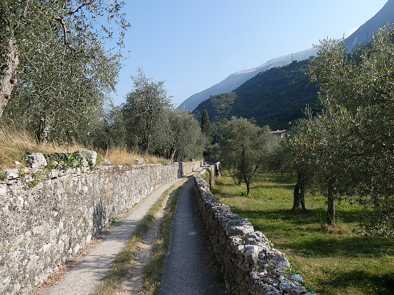 File:2021 Gardasee 0413 Malcesine Olivenhain.JPG