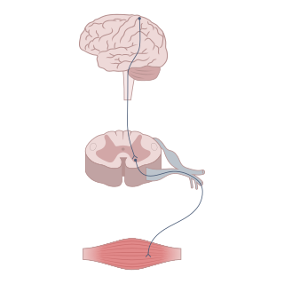 <span class="mw-page-title-main">Neuromodulation</span> Regulation of neurons by neurotransmitters