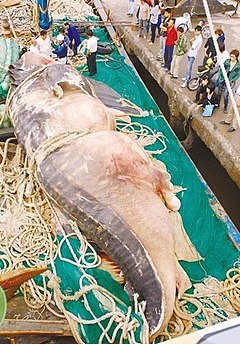 21-тонная китовая акула, пойманная китайскими рыболовами в 2008 году