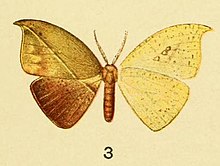 3-Spidia fenestrata Butler, 1878. (Spidia divisa) .jpg