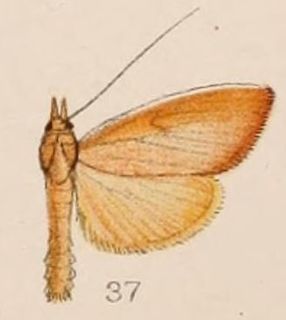 <i>Calamochrous sarcalis</i> Species of moth