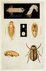 Anomala orientalis, bovenaan de larve