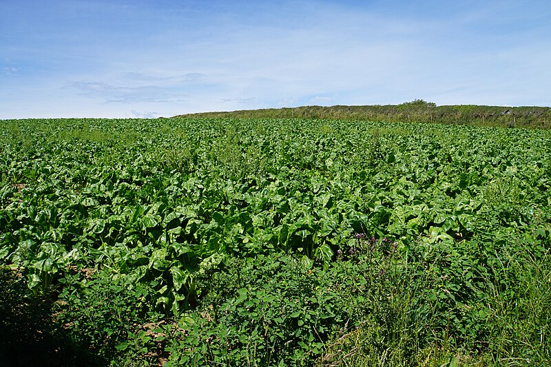 File:A field of beet near Croydhoe Farm - geograph.org.uk - 5467435.jpg