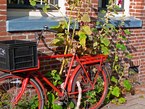 A red bicycle is parked in front of a brick house facade under the windows, and flowering hollyhocks; free photo of Amsterdam city by Fons Heijnsbroek, Summer 2009