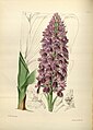 Dactylorhiza foliosa (as syn. Orchis foliosa) plate 170 in: James Bateman: A Second Century of Orchidaceous Plants London (1867)