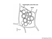 Juncorrhiza sp. hyphae and teliospores in living host cell. Abb2.130 Fungi Basidiomycota Entorrhiza casparyana teliospores in living host cell Juncus tenuis 2021 (M. Piepenbring).png