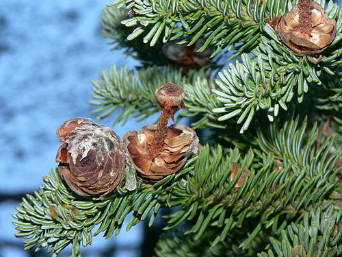 Abies lasiocarpa 28161.JPG