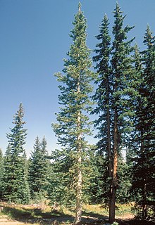 Abies lasiocarpa var. arizonica