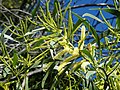 Acacia concurrens inflorescences, 7th Brigade Park, Chermside, Queensland.