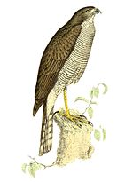 Accipiter madagascariensis için küçük resim