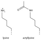 Acetyl lysine.tif