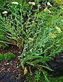 Achillea clypeolata