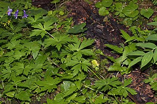 Mount Baker-Snoqualmie National Forest