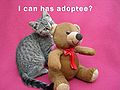 Adoption Lolcat